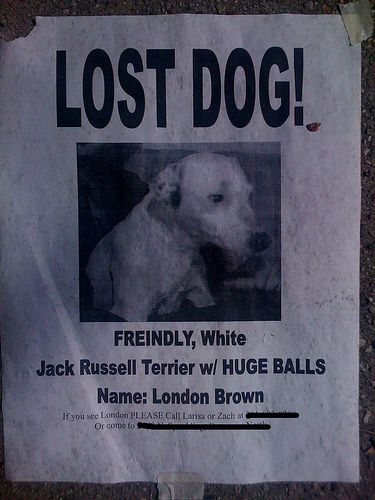 lost dog.jpg